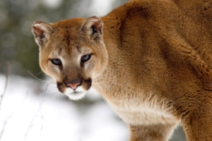 Cougar in Winter, Montana939138776 300x200 - Cougar in Winter, Montana - Winter, Montana, Cougar, Cheetahs